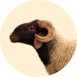 الأغنام