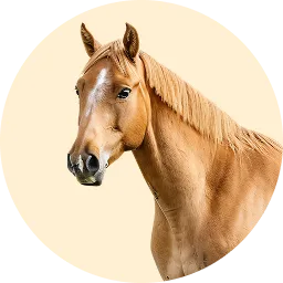 الخيول