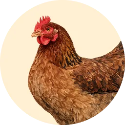الدجاج الأصيل